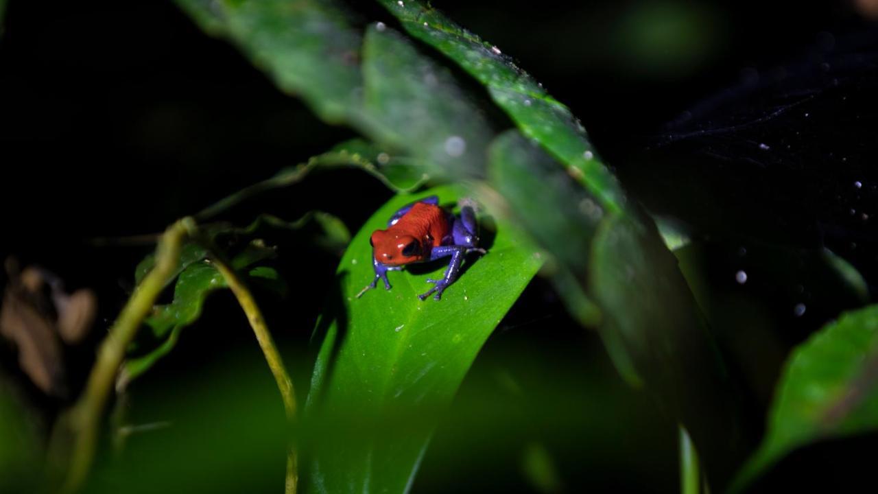 Hotel Rancho Cerro Azul La Fortuna Екстер'єр фото