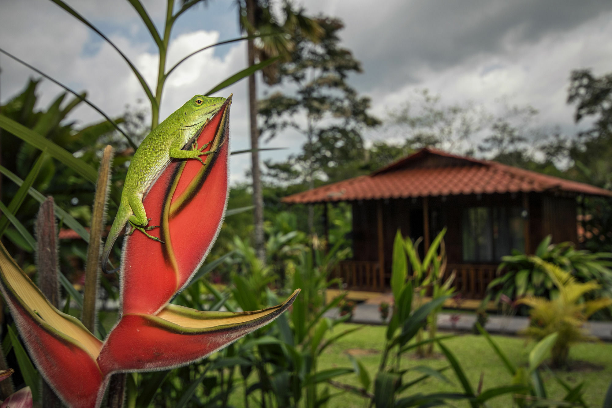 Hotel Rancho Cerro Azul La Fortuna Екстер'єр фото